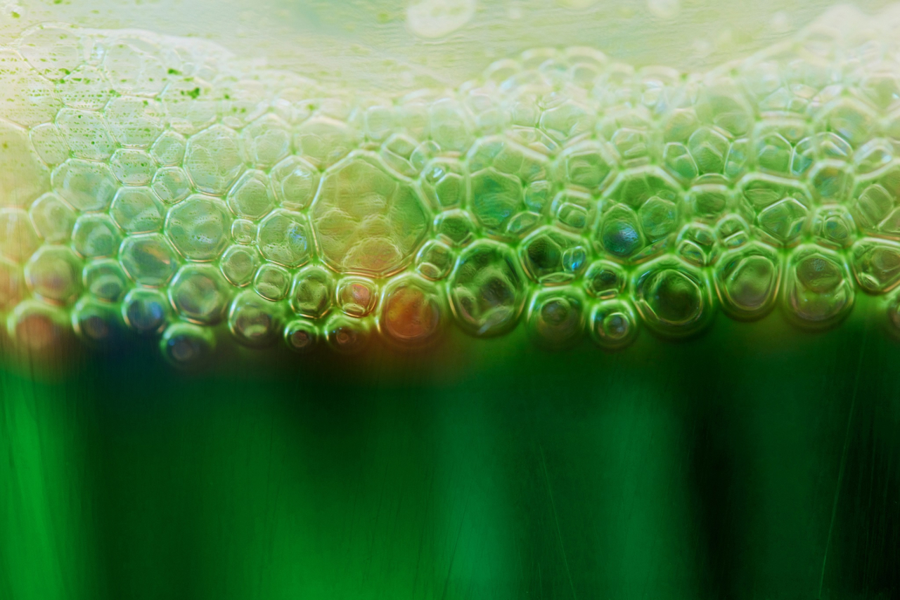 Thriving algae bind carbon dioxide and release oxygen.