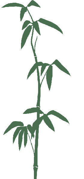Bamboo